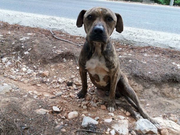 Σε κτηνιατρείο στη Νέα Ερυθραία μεταφέρθηκε το παράλυτο σκυλί που βρέθηκε στη Λ. Πάρνηθος (βίντεο)