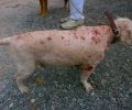 Πέραμα: Έσωσαν τον σκύλο που ζούσε εξαθλιωμένος γεμάτος τσιμπούρια σε σπίτι ηλικιωμένων