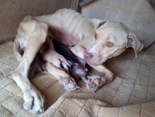 Έκκληση για τη σωτηρία του σκελετωμένου σκύλου που βρέθηκε ετοιμόγεννος δεμένος σε δέντρο χωρίς τροφή-νερό στον Πλανατίνη Αργολίδας