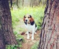 Χάθηκε αρσενικός σκύλος ράτσας Μπιγκλ στον Διόνυσο Αττικής