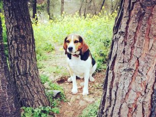 Χάθηκε αρσενικός σκύλος ράτσας Μπιγκλ στον Διόνυσο Αττικής