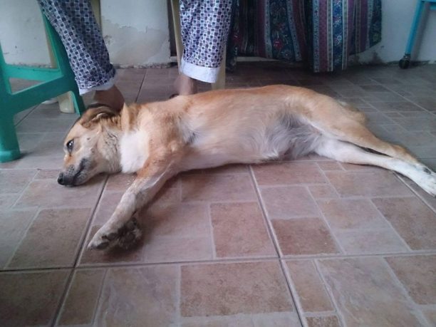 Λέσβος: Καταδικάστηκε και από το Εφετείο άνδρας που κλώτσησε αδέσποτο σκύλο το 2016