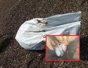 Ναύπακτος: Βρήκε 7 κουτάβια πνιγμένα μέσα σε τσουβάλι & πεταμένα στη θάλασσα στην Ψάνη