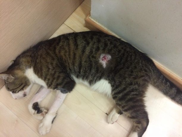 Πυροβόλησε με αεροβόλο και σκότωσε γάτα στο Ρετζίκι Θεσσαλονίκης