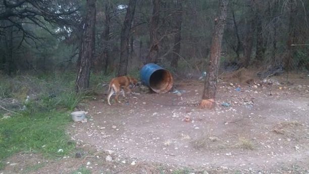 Ρόδος: Κατάσχεσαν το ένα από τα σκυλιά που βασάνιζε βοσκός στις Επτά Πηγές