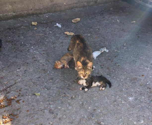 Σκιάθος: Δίνουν αμοιβή σε όποιον αποκαλύψει αυτόν που με κλωτσιές σκότωσε 3 γατάκια