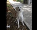 Βρέθηκε λευκός σκύλος στο Αιγάλεω
