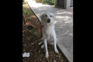 Βρέθηκε λευκός σκύλος στο Αιγάλεω