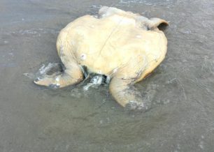 Τήνος: Αποκεφαλισμένη θαλάσσια χελώνα εντοπίστηκε στην παραλία του Αγίου Ρωμανού (βίντεο)