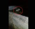 Τύρινθα Αργολίδας: Βρήκαν τον σκύλο μέσα σε στέρνα γεμάτη νερό με το σχοινί γύρω απ’ τον λαιμό του