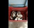 Βρήκε 10 κουτάβια παρατημένα σε τελάρο στο Τολό Αργολίδας