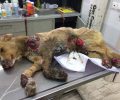 Τροιζήνα Αργολίδας: Βρήκε τον σκύλο σοβαρά τραυματισμένο καθώς κάποιος τον έσυρε στην άσφαλτο