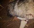 Πυροβόλησε και σκότωσε τον σκύλο σε κατοικημένη περιοχή στην Βαρυμπόμπη Αττικής