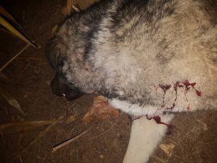 Πυροβόλησε και σκότωσε τον σκύλο σε κατοικημένη περιοχή στην Βαρυμπόμπη Αττικής