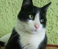 Χάθηκε ασπρόμαυρη γάτα στον Άγιο Δημήτριο Αττικής