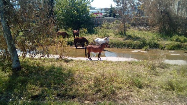 Αδέσποτα άλογα κυκλοφορούν μέσα στο Βόλο & ο κίνδυνος για τα ίδια και τους ανθρώπους είναι μεγάλος