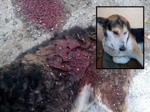 Ξιφιανή Πέλλας: Βρήκαν δολοφονημένο ένα από τα πιο γνωστά αδέσποτα σκυλιά του χωριού