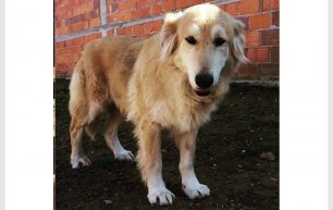 Βρέθηκε - Χάθηκε επιληπτικός σκύλος στην Αγία Παρασκευή