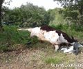 Λογγά Τρικάλων: Βρήκε αγελάδα νεκρή δεμένη από το πόδι σε δέντρο μέσα στο δάσος