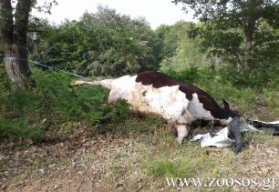 Λογγά Τρικάλων: Βρήκε αγελάδα νεκρή δεμένη από το πόδι σε δέντρο μέσα στο δάσος