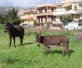 Κατήγγειλαν τον άνδρα που κακοποιεί συστηματικά τα άλογα του στην Χίο