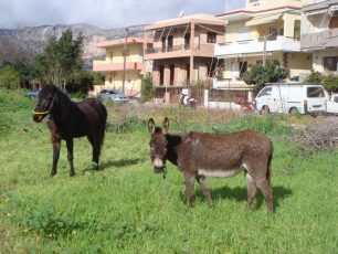 Κατήγγειλαν τον άνδρα που κακοποιεί συστηματικά τα άλογα του στην Χίο