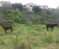 Χίος: Καταδικάστηκε άνδρας που κακοποιούσε ένα άλογο & ένα μουλάρι στο Βαρβάσι