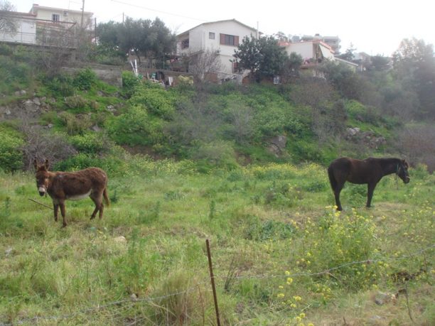 Χίος: Καταδικάστηκε άνδρας που κακοποιούσε ένα άλογο & ένα μουλάρι στο Βαρβάσι