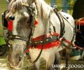 Σπέτσες: Άλογο που έσερνε άμαξα κατέρρευσε από την αφυδάτωση