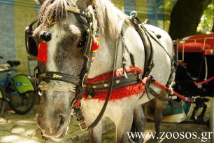 Σπέτσες: Άλογο που έσερνε άμαξα κατέρρευσε από την αφυδάτωση