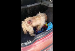 Σύρος: Καταδικάστηκε ερήμην με αναστολή η γυναίκα που κακοποιούσε τον σκύλο της στην Πάρο