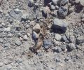 Ηλεία: Νεκρό γεράκι και ένας σκύλος από φόλες – δηλητηριασμένες σαρδέλες στη Γαλήνη Αμαλιάδας