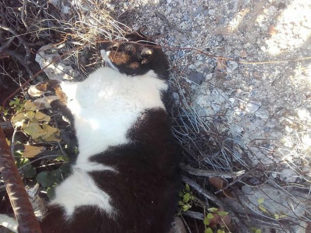 Λασίθι: Με δηλητηριασμένες σαρδέλες εξόντωσε αδέσποτα κοντά στην Αμμουδάρα Αγίου Νικολάου