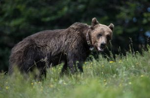 Νυμφαίο Φλώρινας: Αρσενική αρκούδα μπήκε μόνη της στο καταφύγιο του ΑΡΚΤΟΥΡΟΥ ψάχνοντας τροφή ή τις θηλυκές