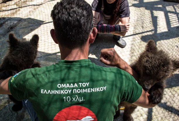 Στον ΑΡΚΤΟΥΡΟ 2 αρκουδάκια που βρέθηκαν ορφανά στο Μαυροβούνιο (βίντεο)