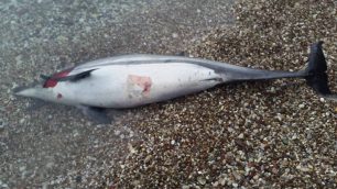 ΑΡΧΙΠΕΛΑΓΟΣ: Δεκάδες ζώα της θάλασσας – είδη υπό προστασία – εντοπίζονται δολοφονημένα από ανθρώπινο χέρι