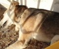 Δράμα: Καταδικάστηκε και από το Εφετείο άνδρας που άφησε τον σκύλο του στο μπαλκόνι να πεθάνει από δίψα το 2016