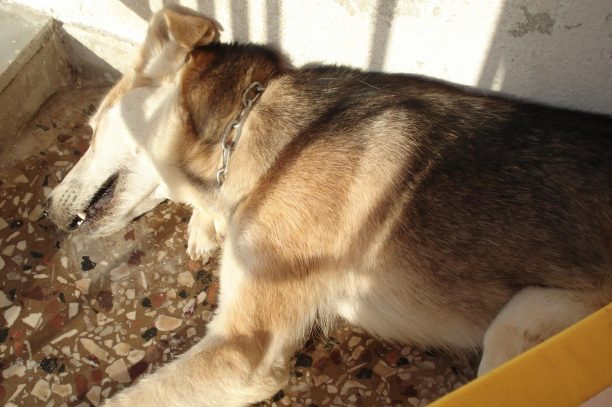 Δράμα: Καταδικάστηκε και από το Εφετείο άνδρας που άφησε τον σκύλο του στο μπαλκόνι να πεθάνει από δίψα το 2016