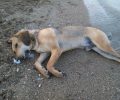 Εύβοια: Συστηματικός αποδεκατισμός αδέσποτων ζώων με φόλες στην Ερέτρια