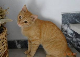 Βρέθηκε ξανθιά θηλυκή γάτα στο Περιστέρι Αττικής
