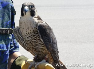 Μαγούλα Ρίου Πατρών: Σκότωσε με καραμπίνα εκπαιδευμένο γεράκι & κλειδώθηκε στο σπίτι του για να αποφύγει τη σύλληψη