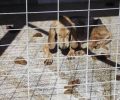 Τραγική κατάσταση στο Δημοτικό Κυνοκομείο Βόλου στις Γλαφυρές για 100 έγκλειστα σκυλιά (βίντεο)