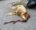 Ηράκλειο Κρήτης: Καταδικάστηκε με αναστολή ιεροψάλτης που σκότωσε σκύλο μπροστά σε μαθητές στις Μοίρες το 2013