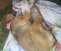 12-10-2018 η δίκη του άνδρα που δηλητηρίασε με φόλα τον σκύλο των γειτόνων του στο Καλόκαστρο Σερρών
