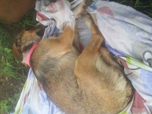 12-10-2018 η δίκη του άνδρα που δηλητηρίασε με φόλα τον σκύλο των γειτόνων του στο Καλόκαστρο Σερρών