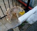 Έκκληση για την σωτηρία του άρρωστου σκύλου που εντοπίστηκε στον Κόλινδρο Πιερίας