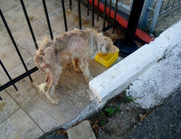 Έκκληση για την σωτηρία του άρρωστου σκύλου που εντοπίστηκε στον Κόλινδρο Πιερίας