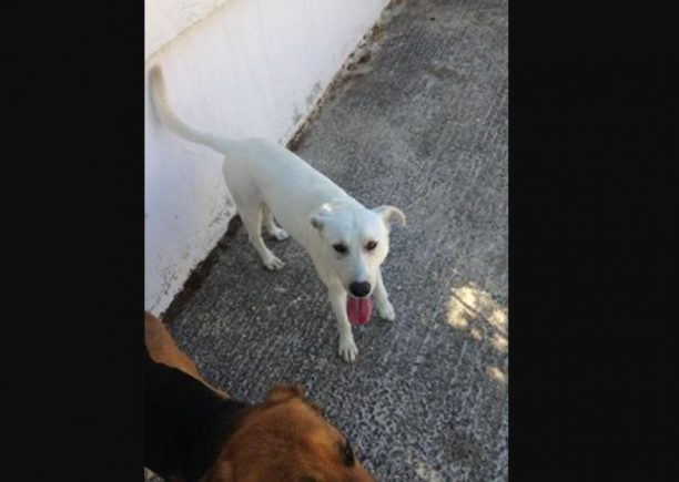 Χάθηκε άσπρος σκύλος από τις Αφίδνες Αττικής