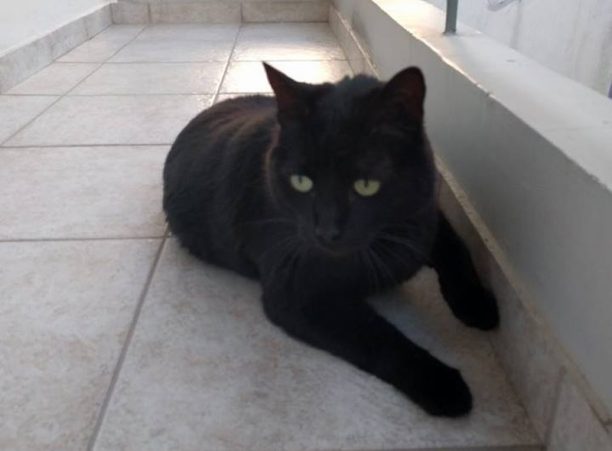 Χάθηκε μαύρη γάτα στον Νέο Κόσμο της Αθήνας