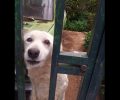 Νέα Πέραμος: Ο επί 5 χρόνια εγκαταλελειμμένος από την ιδιοκτήτρια του σκύλος χρειάζεται αυτούς που θα τον αγαπούν (βίντεο)